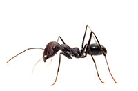 ant
