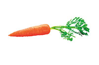 carrot