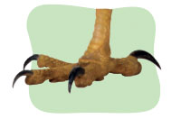 claw