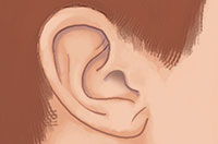 ear