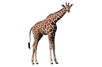 giraffe