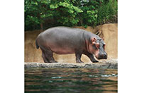 hippopotamus