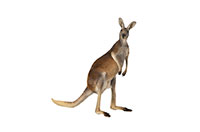 kangaroo