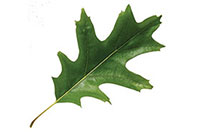 leaf