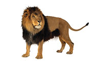 Ll lion