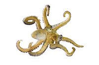octopus