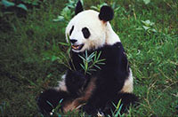 panda