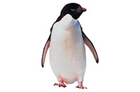 penguin