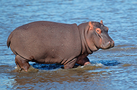 hippopotamus
