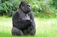 gorilla