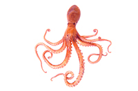 octopus