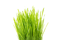 grass