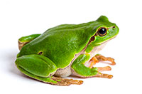 frog