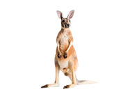 kangaroo