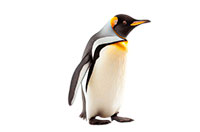 penguin