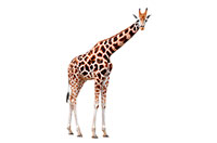 giraffe