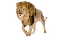lion