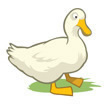 duck