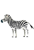 zebra