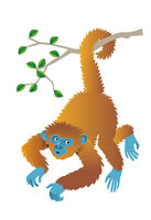 monkey