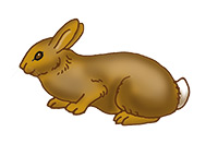 a rabbit