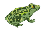 a frog