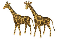 giraffes