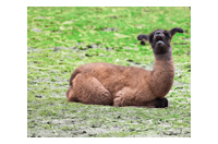 a llama