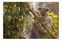 a koala