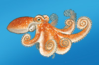 an octopus