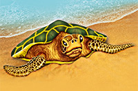 a sea turtle