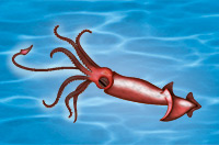 a squid