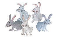 rabbits