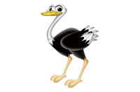 ostrich