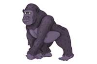 gorilla