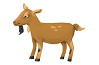 goat
