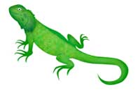 iguana