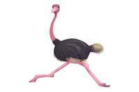 ostrich