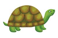 turtle