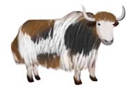 yak