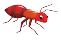 ant