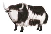 yak