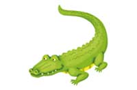 crocodile