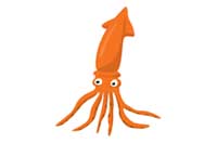 squid