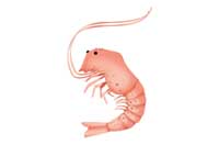prawn
