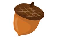 acorn